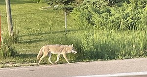 Coyote attacks rare, but follow safety tips in an encounter: FortWhyte wildlife expert