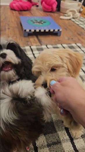 Reese, Ruby and Tess!!! #havanese #puppy #familydogbreeds