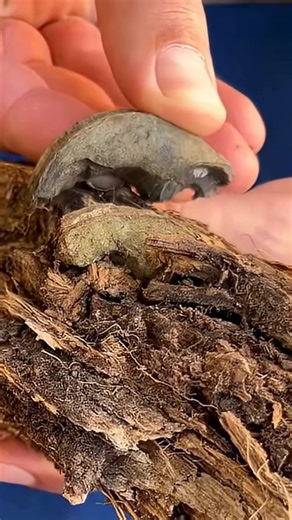 WWII artillery fuze fragment found embedded in tree - Shrapnel #ww #worldwar #history #wwii #worldwartwo #military #war #secondworldwar #worldwarii #army #militaryhistory #warhistory #wwiihistory #memes #found #soldier #military #usarmy #navy #soldiers #militarylife #armylife #skeleton #skeletons #scare #death #usa #reels | Worldwar History