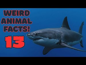 World’s WEIRDEST Sharks! You Won’t Believe These Are Real