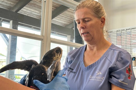 24 endangered sea turtles recovering in Florida after cold stunning off Cape Cod