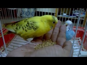 How to train your budgie (4 simple steps)