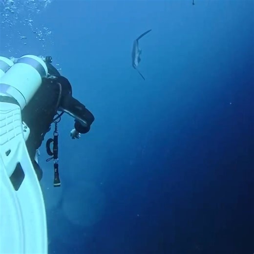 Mola Mola in Kroatien 🥳. Der Mondfisch wurde auf unserer Tauchsafari, vor der Insel Hvar, beim Tunnel von Kabal gesehen. Ganz großes Kino 👍🏻. www.tauchschule-abyss.com | Tauchschule Abyss Dresden / Meissen