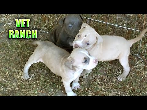 Newborn Puppies Abandoned at Shelter