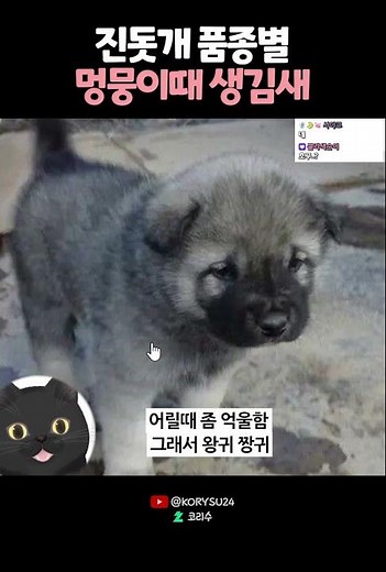 진돗개 품종별 멍뭉이때 생김새? 😻