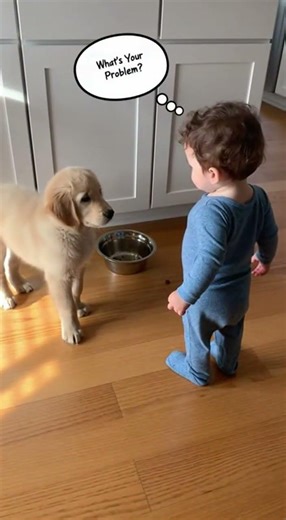 Baby Messed With The Dog’s Food 😳 #FunnyPets #DogVsBaby #InstantRegret #CuteDogs #Shorts