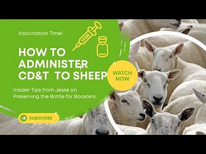 Step-by-Step: Giving the CDT Vaccine to Sheep & Preserving the Bottle for Boosters