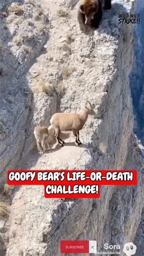 Scaredy Bear Falls Off Cliff from Goat's BAA! 😂