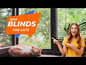 5 Best Blinds For Cats | Pets Friendly Window Treatment