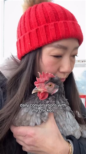 @chickmeout6 on Instagram: "Two things she loves: teeth and talking 😂🐔 #backyardchickens #petchickens #dailyconversations #happyhens #chickenlady"