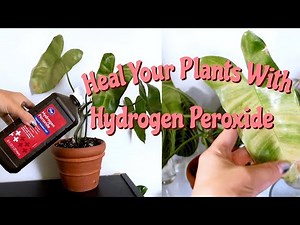 Benefits of Hydrogen Peroxide on Houseplants! | Hydrogen Peroxide for Root Rot & Pest Management!