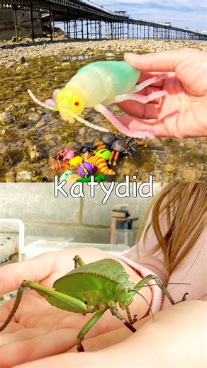 Toy Learning Fun | Kids Learn Bug Insect Names by the Pier: Dragonfly Cricket Fly Butterfly Katydid