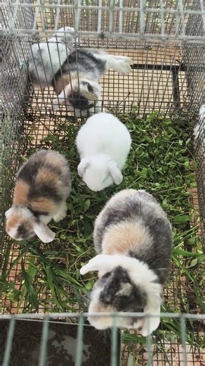 mini lop for sale . location shoolagiri contact number 79753 94403