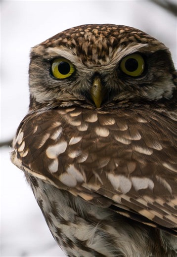 I took some of my best ever photos of a Little owl… 🤩 #wildlife #wildlifephotography #owl #nature #naturelovers