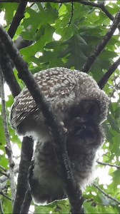 Baby Barred Owls ✨💚🦉🫶🏼own my heart and they are absolutely adorable their first couple weeks out of the nest. They are super curious about everything and even nibble on one another’s talons and all things silly & cute. #reels #reelsvideo #reelsviral #barredowl #owlsofinstagram #owlsoftheday #reelsinsta #trendingreels #animalvideo #video #reelvideo #reelsforyou #wildlife #nature #reels #reelsvideo #reelsviral #animalvideo #animalife_world #nikonoutdoors #nikonusa #owls #owlsofinstagram #owlso