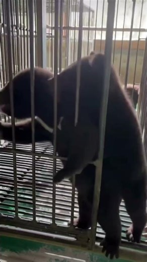 cute little 🐻#zoo#animals#babies#