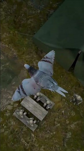 Spy Pigeon in World War I