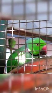 Cutest Indian Talking Parrot  | Rose Ringed Parakeet