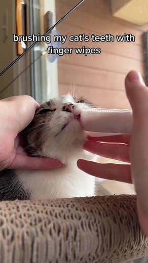 Brushing My Cat’s Teeth with Finger Wipes