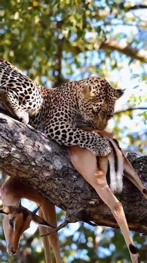 In life there is only war and war, even if you want to collect food, you have to fight.