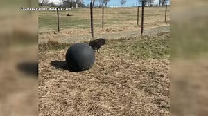 21K views · 720 reactions | Bumble Bee at the Musk Ox Farm in Palmer is about a month old. The farm shared this cute video of her doing zoomies! More videos: https://bit.ly/3NN0Vjt | Alaska's News Source | Facebook