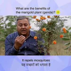 What are the benefits of the marigold plant (genda)? | Give Me Trees Trust