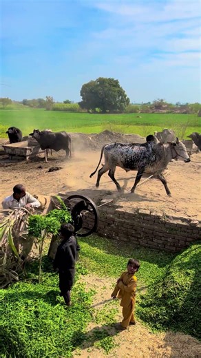 Ozge Old Chaff Cutting Machine #gear-trend #shortvideo #shortsviral