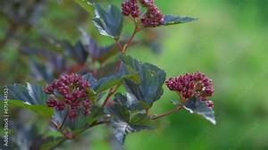 Physocarpus opulifolius with fruits, diabolo ninebark Purple-leaved shrub grows in a garden in July. Natural lighting in closeup. Vesicle. Cultivar Monlo. Dark purple leaves. Inflorescence. Copy space Stock Video