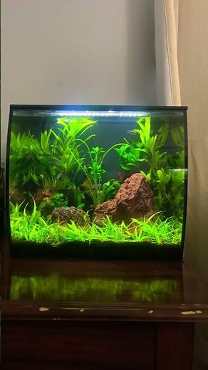 9 gallon planted Fluval flex tank with neon tetra and shrimp