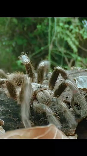 4.9K views · 1.9K reactions | Tarantula and its enemies #wildlife #animals #naturelovers #nature #hunting #spider #animalworld #tarantula | Wondersofjungle | Facebook
