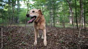 Closeup front view of senior Golden Labrador Retriever dog walking and limping on a forest path beside a flowing creek.