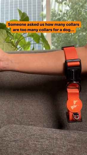 These #HUFT Classic Nylon Dog Collars are the absolute coolest thing ever.🧡 Right? Select from our exclusive range of durable, lightweight and comfortable Classic #DogCollars that: 👉🏼Are made from nylon 👉🏼Are conventionally flat for comfort 👉🏼Come with a buckle closure 👉🏼Have the IG tag attachment 👉🏼Have an adjustable fit 👉🏼Available in multiple colours Shop now at https://bit.ly/3OO47fZ 🔗 #HeadsUpForTails #HUFTForFamily #LetsChaseFun #DogCollar #CollarsForDogs #DogAccesories #Dogs