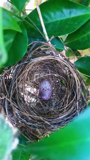 Hidden Bird egg 🐦 #viral #birds #nest #nature #shortvideo