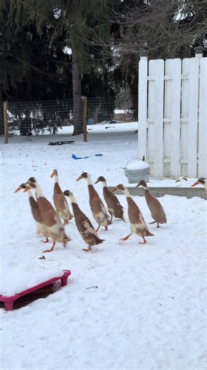 Indian Runner Ducks: Unique and Charming Movement
