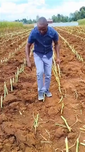 Napier planting | Nigeria Grass for livestock