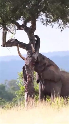 The African elephant doesn’t just walk Africa.It shapes it. 🐘🔥