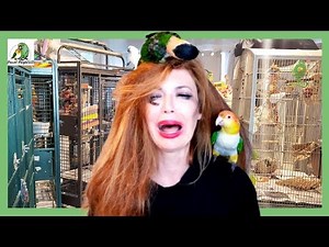 Killer Caiques | Hormones Bloody Rage