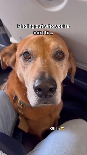 Service Dog Etiquette on Airplanes: What You Need to Know