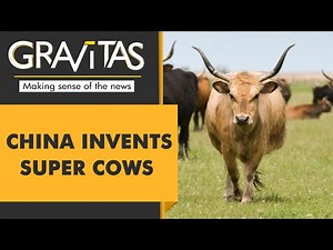Gravitas: Chinese scientists create 3 'super cows'