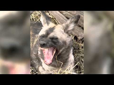 Wild Dogs Kill 2-year-old Boy at Pa. Zoo Exhibit