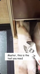 391K views · 3.3K reactions | The Master & his Apprentice   We Love Tools | Total Tools | Facebook