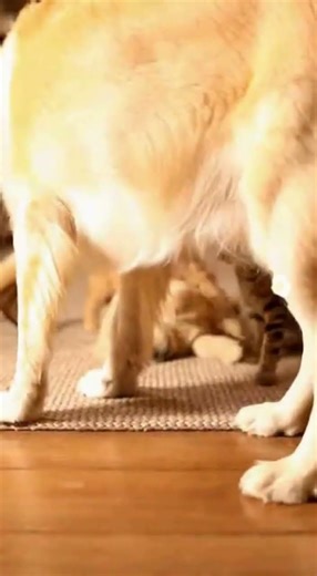 Cheese Cat Smacks Baby Bichon Until Mom Shows Up #shorts