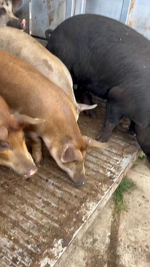 10K Livestock: Fresh Meats and Poultry on Reels