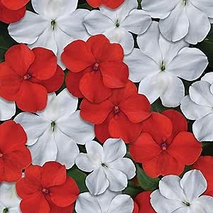 Outsidepride Beacon Red White Mix Impatiens Flower Seeds - 200 Pcs Annual, Compact & Pollinator Friendly, Impatiens Seeds for Planting w/Vibrant, Abundant Blooms for Shade Gardens & Containers