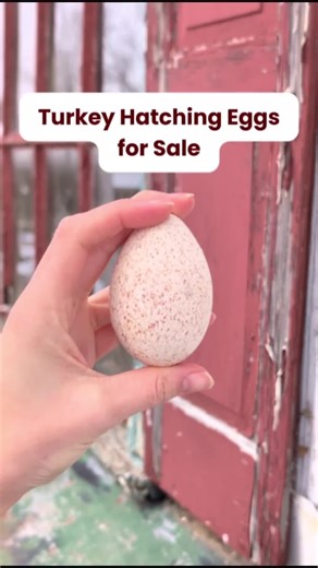 Ever consider hatching your own turkeys? Starting with fertile turkey hatching eggs allows you to raise birds from the very beginning and manage incubation, brooding, and grow-out on your own schedule. Many heritage turkey breeds are known for their hardiness and can fit well into backyard flocks, homesteads and farms. Hatching your own poults can also be a rewarding learning experience for families, educators, and poultry keepers interested in sustainable flock management. if you are planning t