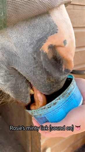 🌿 Satisfying Horse ASMR: Rosie’s Minty Lick Block