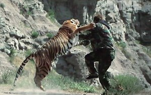 429K views · 3.6K reactions | This little cute tiger wanted to have a playful fight with me! To be fair I think I lost ;) See it below https://youtu.be/OXTc4FbmYSo -@hpdudeson | The Dudesons | Facebook