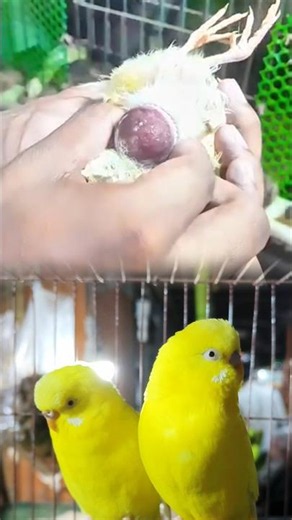Emergency Egg Removal from a Bird | Life-Saving Rescue 🐦🥚