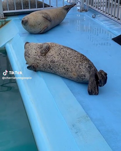 Kenji and Kazuki - Cute Seal Compilation