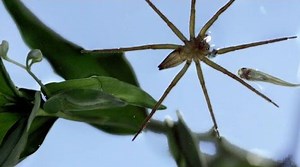 The six-spotted fishing spider hunts and eats fish